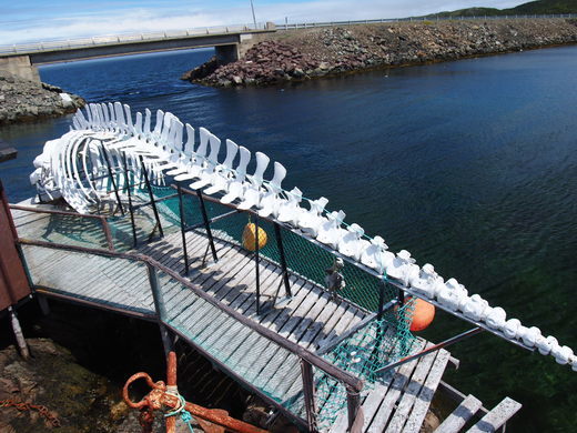 A large white whale skeleton is displayed on a wooden platform by the water. Nearby, there's a bridge and rocky shoreline. Bright orange buoys are visible next to the skeleton.